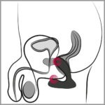 Svakom - Vick Neo Prostaat Perineum Vibrator gebruik