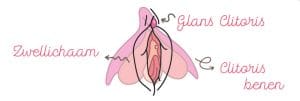 anatomie clitoris